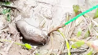 Fishing eel videos... Fishing eel get snake.. This is fishing eel videos.. Thanks for watching..!!