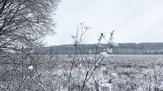 Winter Coat - flora during winter season | Trending HD Video