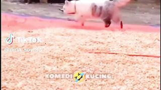 Video lucu