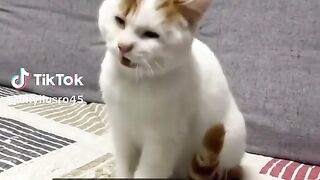 Video lucu