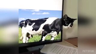 Funny Animal Videos 2026 Part 6
