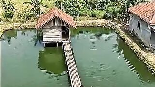 Kolam Desa, Pemandangan yang Bikin Hati Adem???? #pedesaan #sudutalam