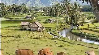 Keseruan di pedesaan dengan beternak sapi☺️ #pedesaan #sudutalam #ternaksapi