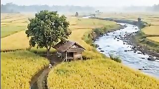 Panen padi telah tiba, semoga hasilnya melimpah☺️ #pedesaan #sudutalam