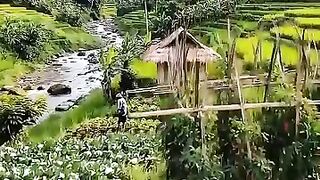 Alam yang indah dan sejuk dengan hamparan sawah yang luas #pedesaan #sudutalam #alamyangindah
