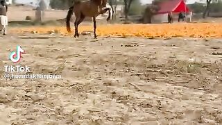 Horse dance