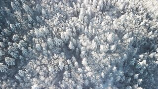 Winter Coat - aerial view of group of people walking in a winter forest | Trending HD Video