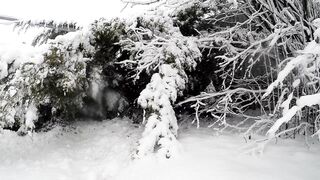 Snow boot - snow in the plants | Trending HD Video