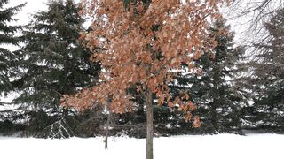 Winter Coat - id | Trending HD Video