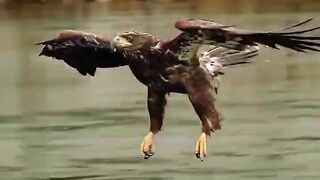 Wait for end Eagle #viral