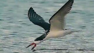 Fastest Bird In The World ???? ???? #shorts #ytshorts #edit
