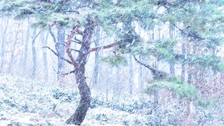 Winter Coat - snowy forest 01 | Trending HD Video