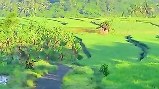 Sawah ngendrosari