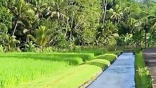 Sungai sawah dan gunung