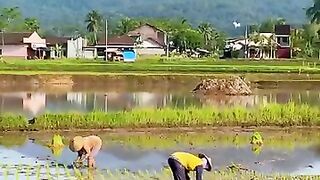 Tanam padi di sawah
