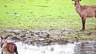 Crocodile V/S Buck #viralshorts #viralytshorts #shorts #animalshorts #ytshorts #wildlife #animal