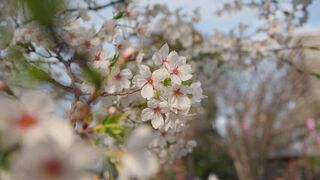 travelite - cherry blossoms in full bloom in japan | Trending HD Video