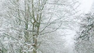 Winterhalter - forest over road in winter | Trending HD Video