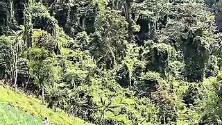 Hijau yang menghidupi