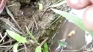 Fishing eel videos.. This is fishing eel videos.. Thanks for watching..!!