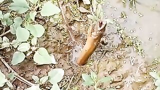 Fishing eel videos. This is fishing eel videos.. Thanks for watching..!!