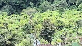 Rumah terpencil di ladang kebun sayuran  #fyp