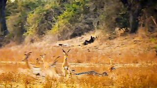 the second life of deer #sehar #shorts #viral #foryou #motivation#animals #viralvideo#youtubeshorts