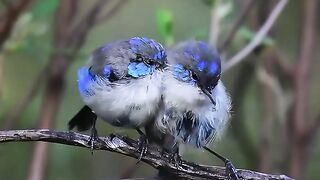 Beautiful birds