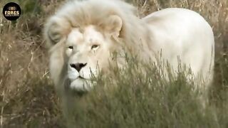 7 Rarest And Most Unique Lions.mp4.2026