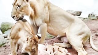 The Most Unbelievable Lioness.mp4.2026