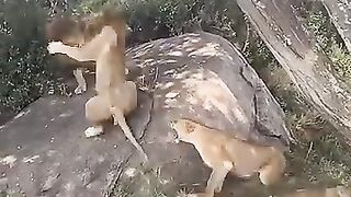 7 Saba Bora Male Lions Fighting.mp4.2026