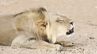 The Deadliest Lion Attacks.mp4.2026