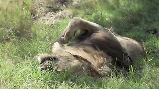 Lion in his last minutes.mp4.2026