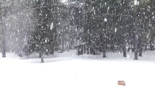 Winter Coat - heavy snowfall covering the ground | Trending HD Video