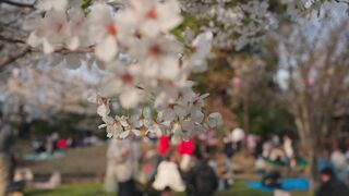 Travelpro - cherry blossoms in ueno park tokyo | Trending HD Video