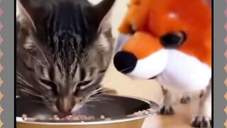 Chihuaua Prank