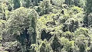 Amongst the forest and the cold of the mountains, a simple hand plant hope every day ???? #trendingreels #nature #fyp
