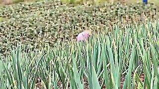 Terasering kebun bawang yang indah ???? #trendingpost #fb #fyp