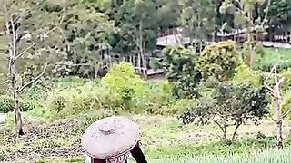 Kebun sayuran terasering yang indah ???? #trendingreels #nature #fyp