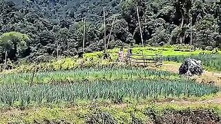 Seindah inikah dibawah kaki gunung gede pangranggo ???? #trendingreels #nature #fyp