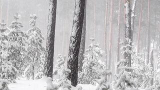Winterhalter - heavy snowfall in the woods | Trending HD Video