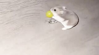 Funny Animal Videos 2026 Part 8