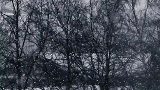Winter solstice - video of a bare trees while falling snow | Trending HD Video