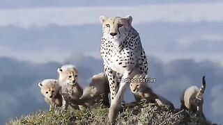 Mothers are the greatest warriors #animals #youtubeshort #videos #animallovers #cute