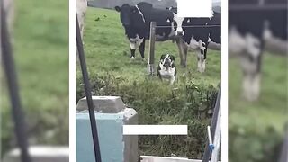 Funny Video