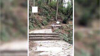 Funny Animal Videos 2026 Part 9