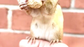 Chipmunk N Long peanut!