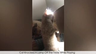 Funny Animal Videos 2026 Part 10