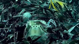 Cinematic | Graceful Sea Turtle in Crystal Clear Water | Stunning Ocean Moment ????????