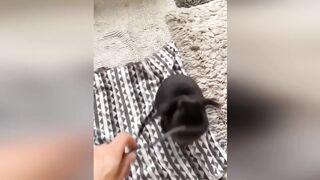 Funny Animal Videos 2026 Part 11